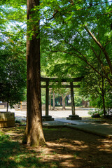 Fototapeta premium 静かな神社の境内