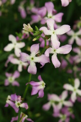 Fototapeta na wymiar pale lilac Matthiola grows in the garden. cultivation of flowers concept