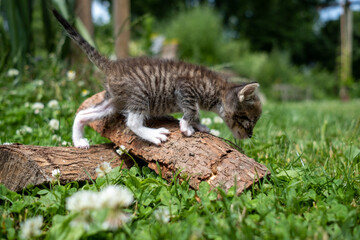Baby Katze - Findus III