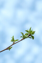 A branch with young leaves in natural conditions in spring.