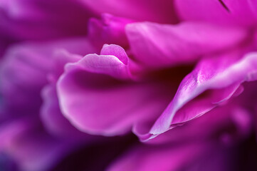 Vibrant deep pink petals at centre of peony flower.