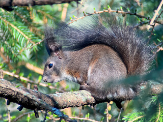 Naklejka na ściany i meble Squirrel sitting on a branch