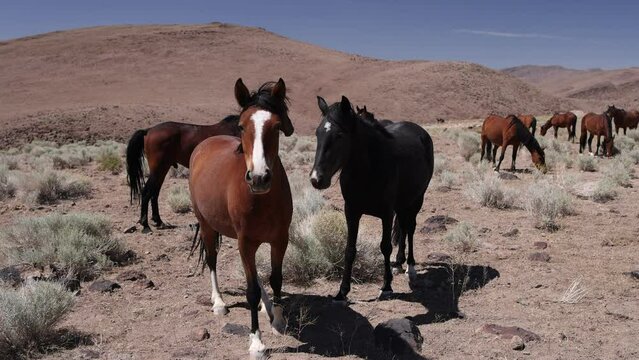 Pair of Wild Horses in the Desert Near Reno Nevada - Shallow Depth of Field - Slow Motion 120P