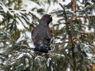 Capercaillie (Tetrao urogallus) adult male in a spruce forest of northern part of Slovakia