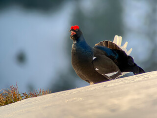 Black grouse in cold sunrise morning. Nice bird Grouse, Tetrao tetrix. Spring mating season in the nature. Wildlife scene from north Europe. Black bird with red crest,