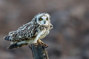 Short-eared owl sitting on a pole in the meadows of Noord Brabant near Rosmalen in the Netherlands