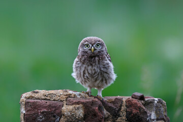 Little owl (Athene noctua) juvenile coming to outside just before dark in Noord Brabant in the 