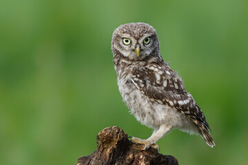 Little owl (Athene noctua) juvenile coming to outside just before dark in Noord Brabant in the 