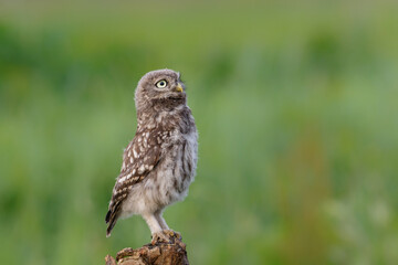 Little owl (Athene noctua) juvenile coming to outside just before dark in Noord Brabant in the 