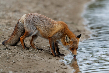Red Fox (vulpes vulpes) in the dunes of the Amsterdam water supply area near the village of Zandvoort - obrazy, fototapety, plakaty