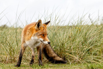 Red Fox (vulpes vulpes) in the dunes of the Amsterdam water supply area near the village of Zandvoort