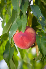 Pêche bio du Roussillon sur sa branche.