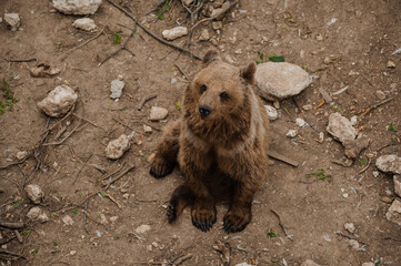 Obraz premium Bear sits on the ground in the forest