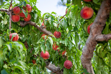 Pêcher du Roussillon.