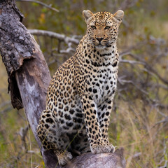 leopard sitting on a dead tree