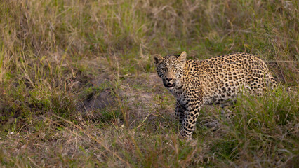 a leopard cub in the wild