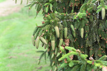Green pine cones on a pine branch in summer.