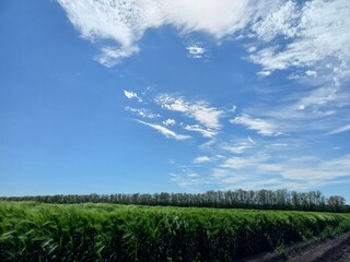nature, flowers, plants, sky, landscape, flora