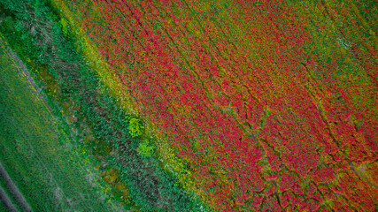 The texture of bright color from a great height.
Field with poppies and wheat in Latvia. A bizarre drawing of nature on earth.