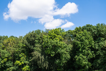 Wolken und blauer Himmel über kleinem Waldstück