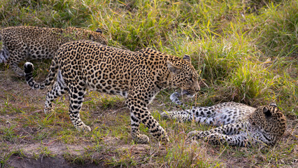 leopardess with two cubs