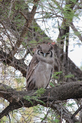 Giant Eagle Owl or Verreaux's Eagle Owl, Kruger National park, South Africa