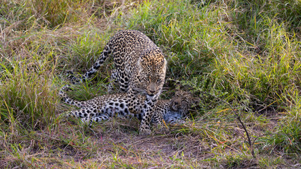 Fototapeta na wymiar Leopardess and her young cub