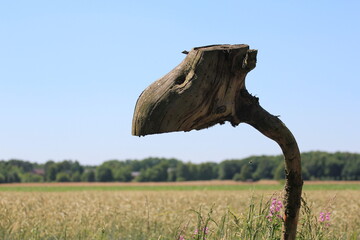Urtier aus Holz