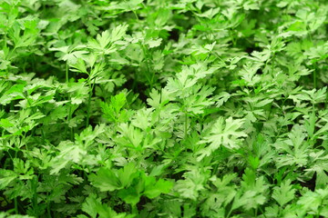 young green parsley grows on a bed on a vegetable farm. growing greens concept