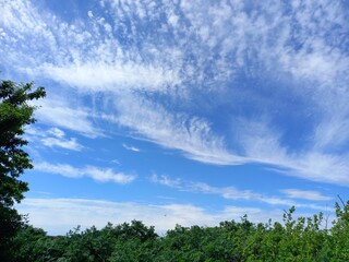 Obraz premium nature, flowers, plants, sky, landscape, flora