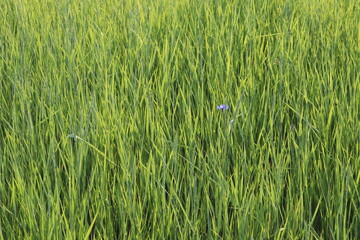cornflower in the grass