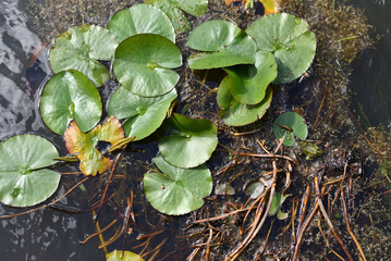 Lily leaves on water top view.