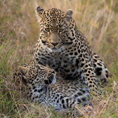 Fototapeta na wymiar Leopardess and her young cub