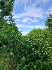 nature, flowers, plants, sky, landscape, flora