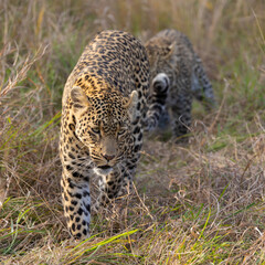 Leopardess and cub on the move