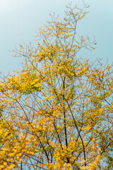 The blue sky shines through the branches of trees with yellow leaves.