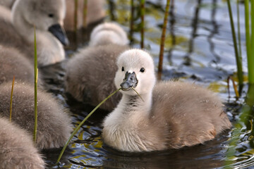 Young swans