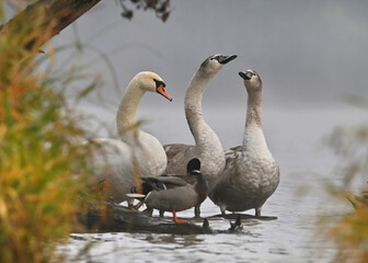 Young swans