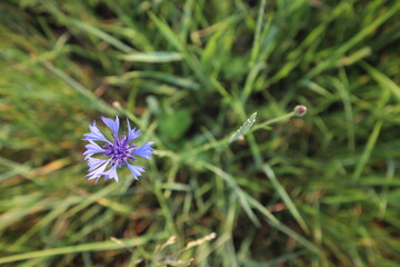 cornflower