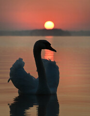 Graceful swan at sunset
