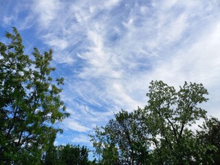 nature, flowers, plants, sky, landscape, flora