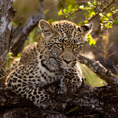 Naklejka na ściany i meble a leopard cub resting on a dead tree in golden light