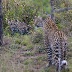 Leopardess and her young cub
