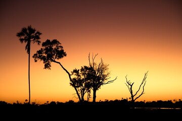 Fototapeta na wymiar Sunset in the Okavango Delta, Botswana