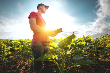 A young agronomist examines young sunflower plants on agricultural land. Farmer on a green field of sunflowers on a sunny day