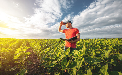 A young agronomist examines young sunflower plants on agricultural land. Farmer on a green field of sunflowers on a sunny day