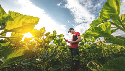 A young agronomist examines young sunflower plants on agricultural land. Farmer on a green field of...