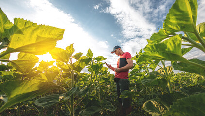 A young agronomist examines young sunflower plants on agricultural land. Farmer on a green field of sunflowers on a sunny day