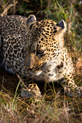 Fototapeta na wymiar a leopardess feeding close up