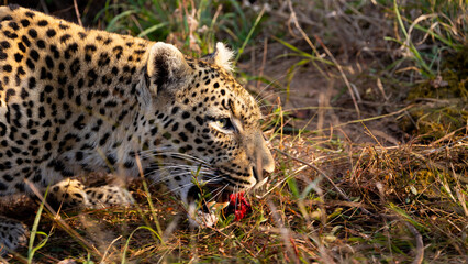 a leopardess feeding close up
